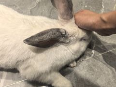 -东安鸡馆(蔡锷南路店)