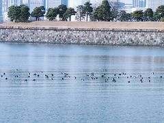 -台场海滨公园船码头