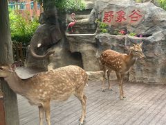 -野象谷景区