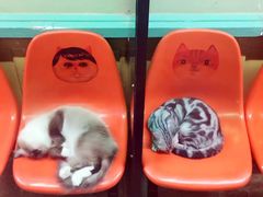 -猫咪博物馆(顶澳仔猫街店)