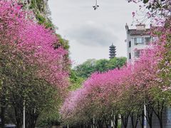 -柳侯公园