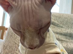 -藏猫猫咖啡主题馆(中央大道店)