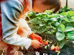 -小鱼草莓采摘园农家乐·小鱼餐厅