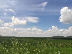 -塞罕坝国家级自然保护区