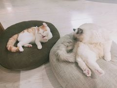 -猫和宫(六道口店)