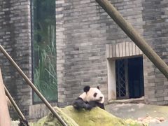 -都江堰中华大熊猫苑