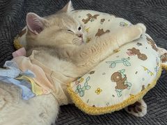 -猫十亿·布偶金渐层·曼基康矮脚猫舍(青年路店)