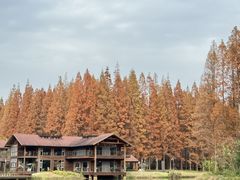 -黄海国家森林公园