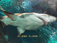 -上海海洋水族馆