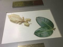 -上海昆虫博物馆