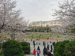 -武汉大学-樱园