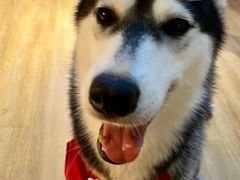 -Husky Go! 哈士奇体验馆·宠物咖啡厅狗咖