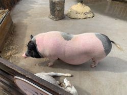 -造物庄园 萌宠纪(苏州湾歌林公园店)