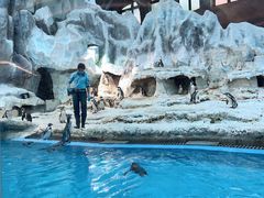 -帝企鹅自助餐厅•儿童岛•真企鹅(长隆企鹅酒店)