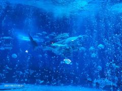 -烟台海昌鲸鲨海洋公园