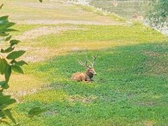 -北京麋鹿生态实验中心