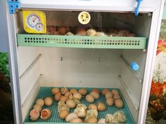 -吉隆坡雀鸟公园