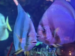 -迪拜帆船酒店海底餐厅