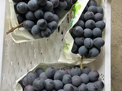 -马陆小张葡萄园农家乐