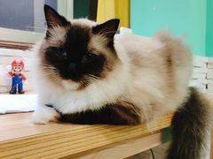 -猫在这儿猫咪咖啡馆·撸猫馆