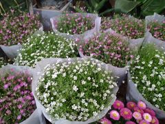 -金陵花卉交易市场