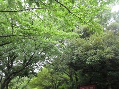 -汉拿树木园
