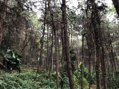 -铁山坪森林公园