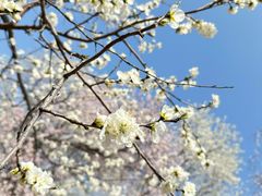 -桃花堤公园