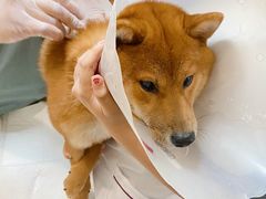 -宠爱国际动物医院· 猫科· 外科·中兽医(长白店)