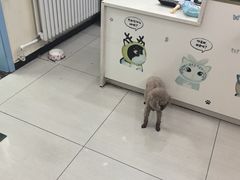 -全心全意连锁动物医院·微创中心·内科急重症·心脏专科(丰管路店)