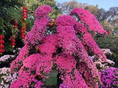 -中国科学院华南植物园