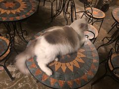 -猫猫幼稚园·撸猫·桌游·电玩