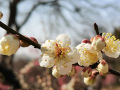 -梅花山(明孝陵内)