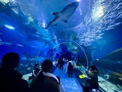 -海合安武汉极地海洋公园