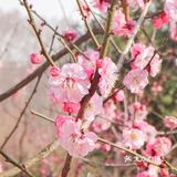 地理位置： 南京梅花山 就在紫金山上 整个紫金山景点