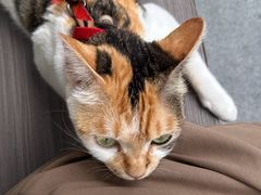 -Again Coffee Roaster(香蜜湖店)