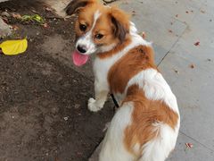-乐琪宠物医院·犬猫专科·骨外科·急重症