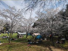 -上海共青森林公园