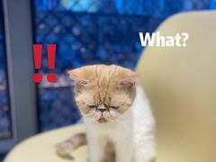 -怪兽屋·羊驼·猫咖·狗咖(俊华广场店)