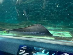 -上海海洋水族馆