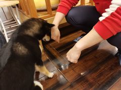 -豆柴町-柴犬主题狗咖(红鼎国际C座店)