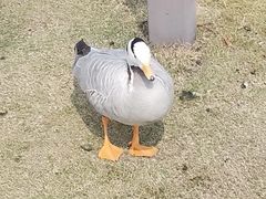 -重庆园博园