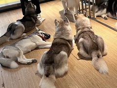 -Husky Go! 哈士奇体验馆·宠物咖啡厅狗咖