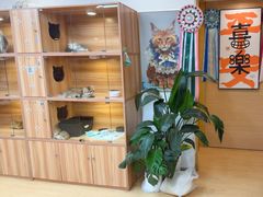 -猫十亿·布偶金渐层·曼基康矮脚猫舍(青年路店)