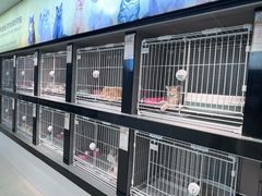 -翊宠yipet猫狗购宠庄园犬舍•猫舍