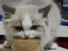 -纳吉亚猫专科动物医院博雅分院
