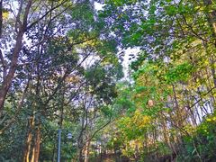 -神光山国家森林公园