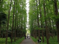 -东平国家森林公园
