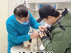 -中农国际动物医院24小时·猫科·骨科·急重症中心