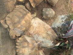 -海南热带野生动植物园